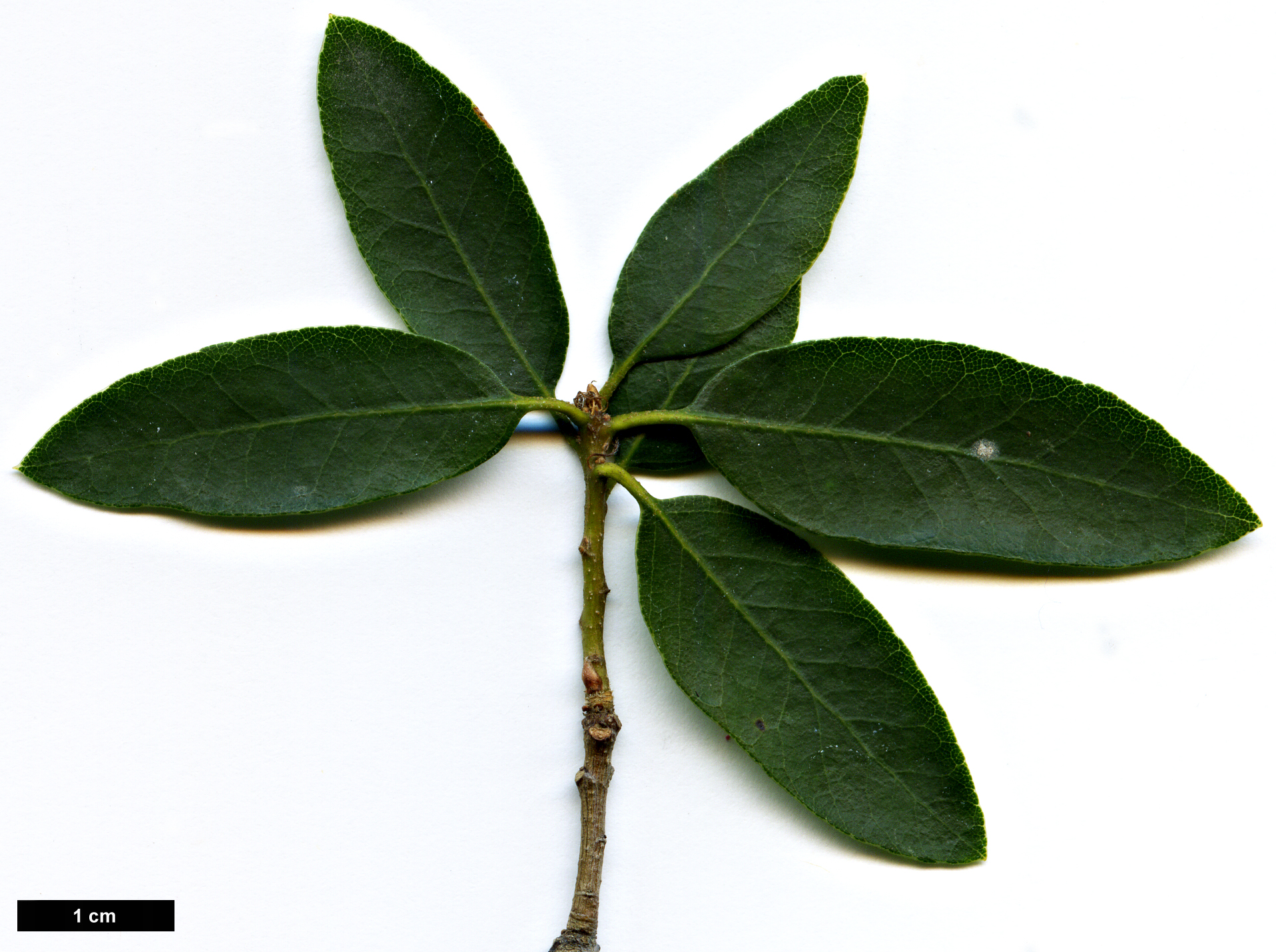 High resolution image: Family: Fagaceae - Genus: Quercus - Taxon: vacciniifolia